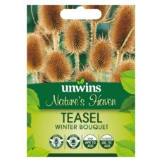 5051618014595 1 Teasel Winter Bouquet Seeds.jpg